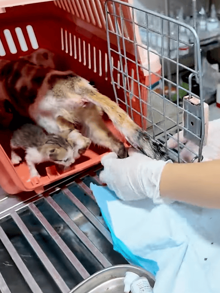 A veterinarian provides emergency care to a calf and a kitten at a pet rescue facility.