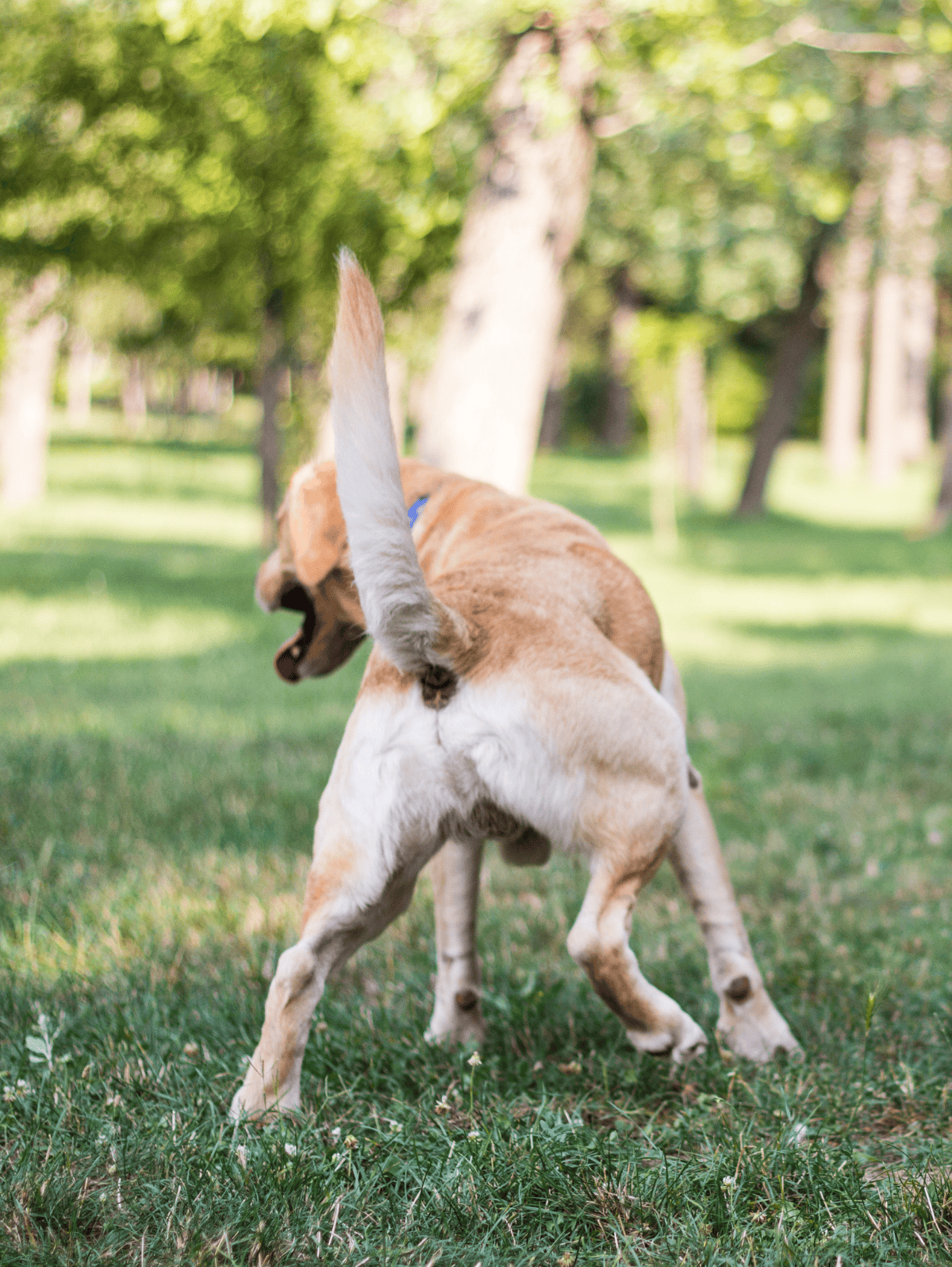 Dogcatching in a park, nature, playful dog.