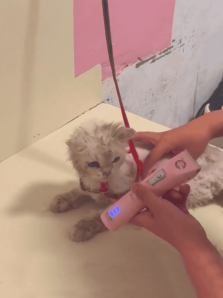 Pet grooming and bathing for cats, pet care, and hygiene with gentle tools.