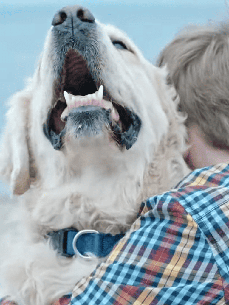 Dog playing with owner, outdoor pet fun, dog care, training, companionship.