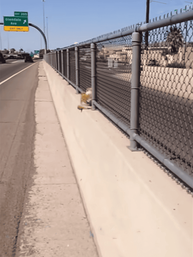 Dog-proof chain-link fence for pet security and containment.