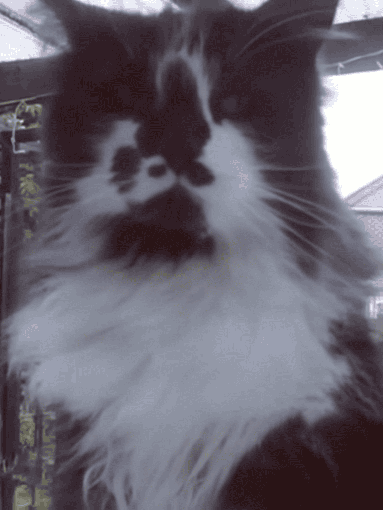 Close-up image of a fluffy black and white cat with piercing eyes. Perfect for pet care or feline grooming content.
