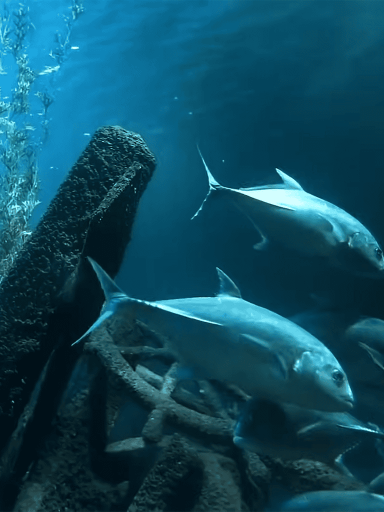 Colorful fish swimming in the deep blue sea near coral reef.