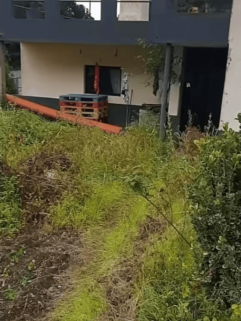 Rescue scene with dog in grassy yard outside contemporary home, highlighting pet care.