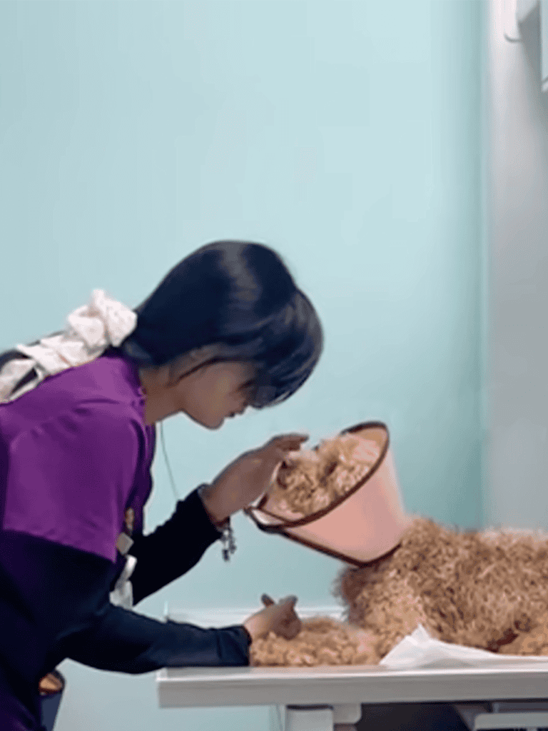 Vet feeding a dog with an Elizabethan collar on a treatment table, quality pet care.