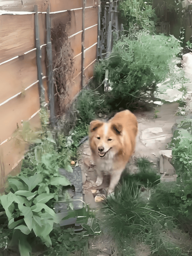 Adorable dog walking outdoors on a garden trail.