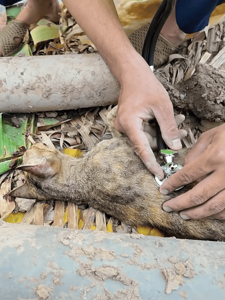 Alt text: Veterinarian checks a wild cat with a stethoscope on natural ground setting.
