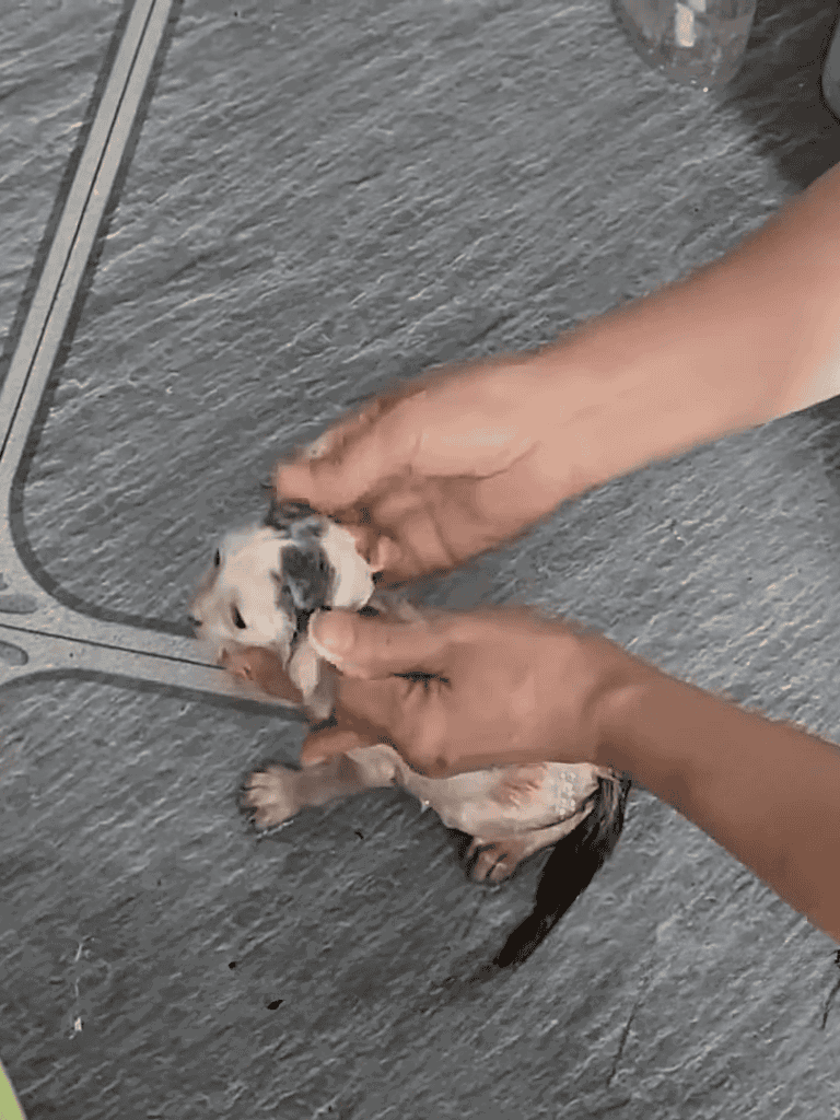 Cute puppy being gently massaged for relaxation.