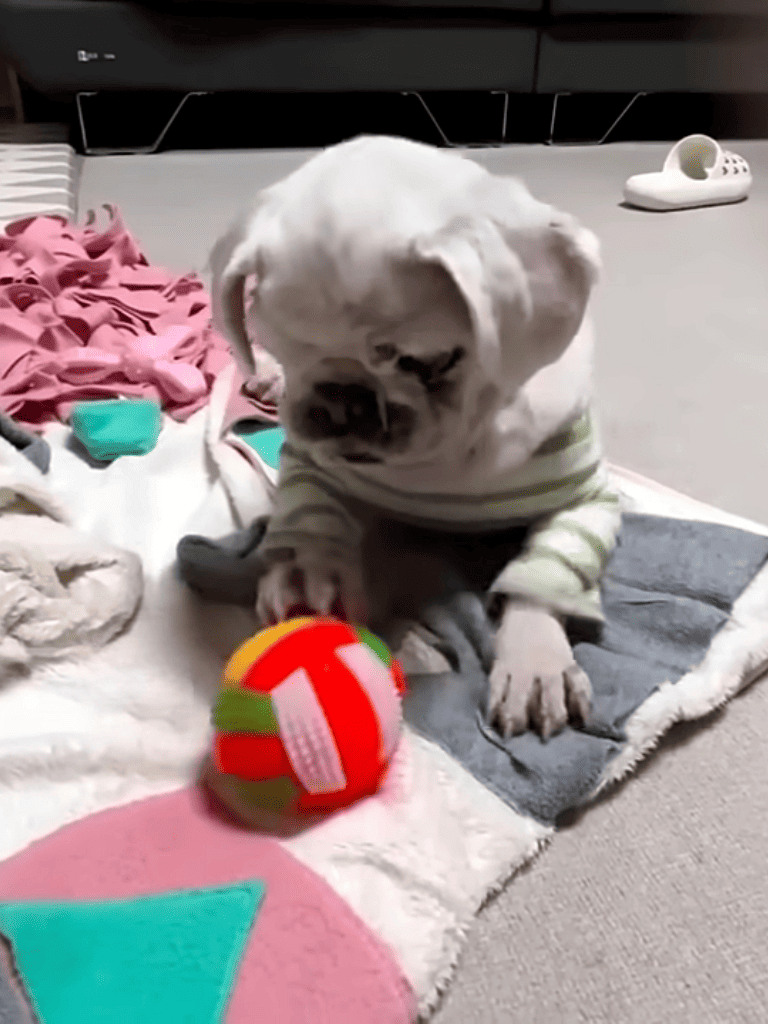 Adorable puppy with a colorful toy, perfect for capturing dog care and pet toy interests.