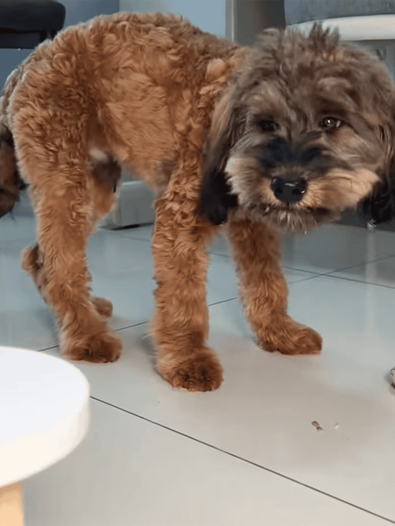 Adorable fluffy puppy standing on tiled floor, looking curious and playful.