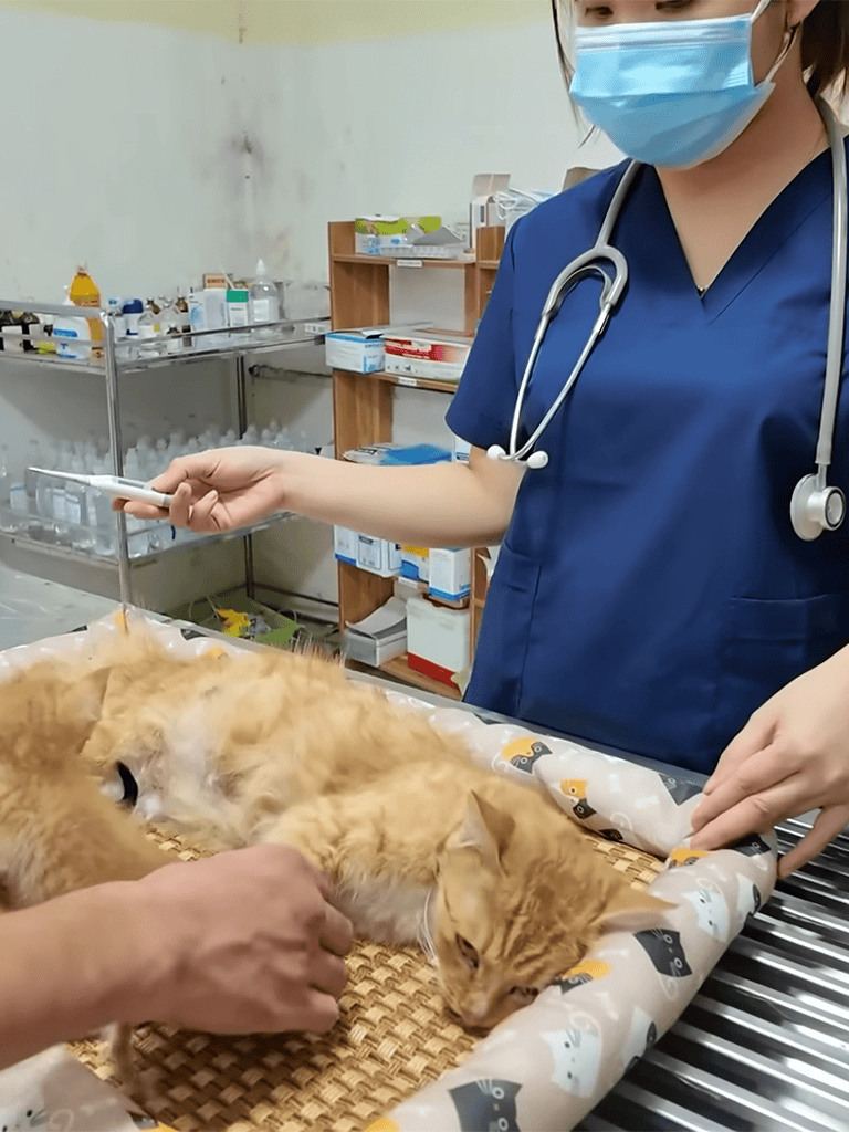 Veterinarian administering treatment to a ginger cat with a stethoscope and syringe.