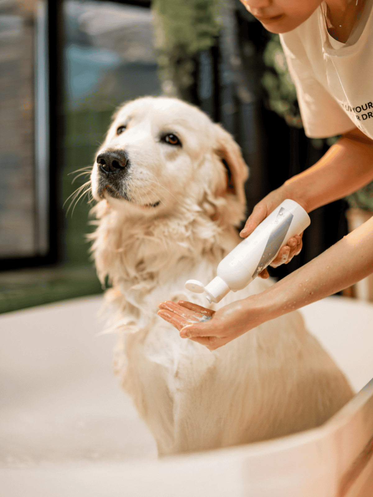 Dog being bathed at home with pet grooming products, ensuring cleanliness and health, expert care for dogs from Dogfix.com.