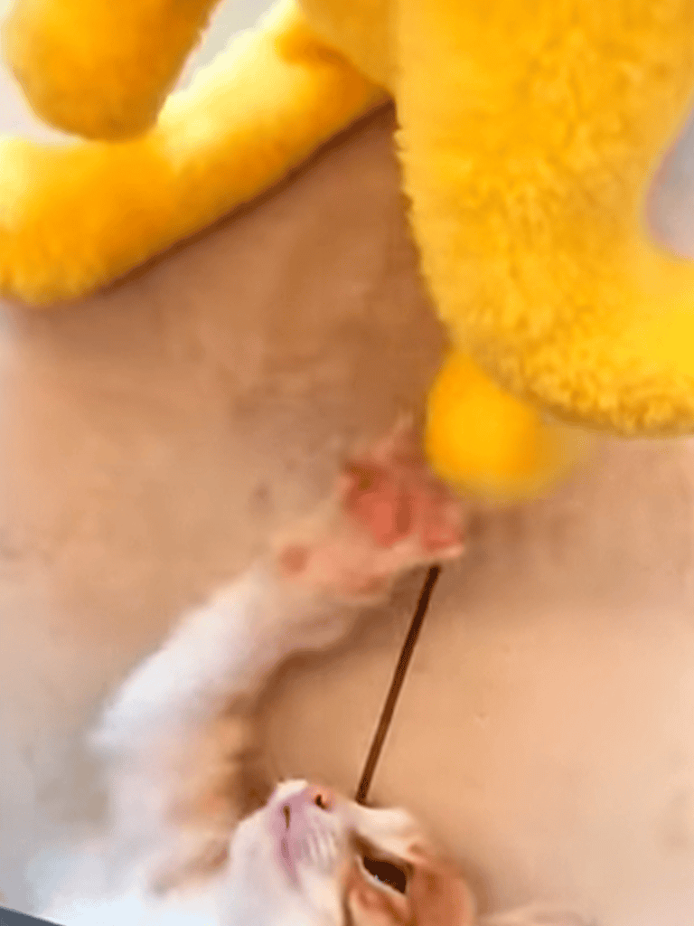 Colorful squeaky dog toy for playtime.