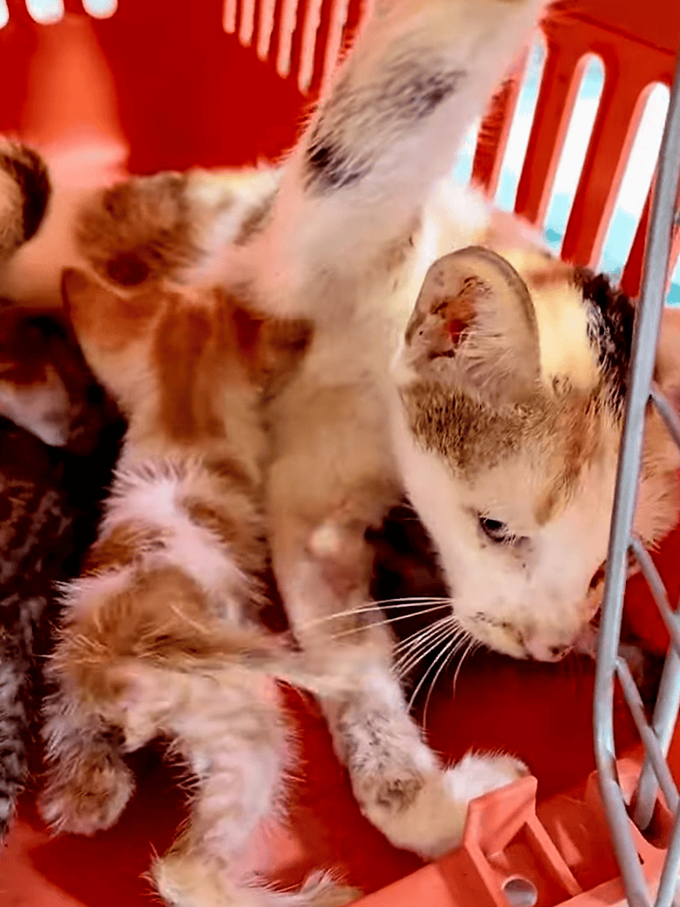 Cute calico kittens resting together in a pet shelter environment.