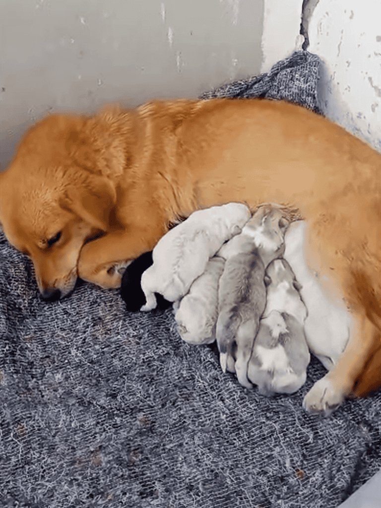 Adorable dog nursing tiny puppies in a peaceful resting moment.
