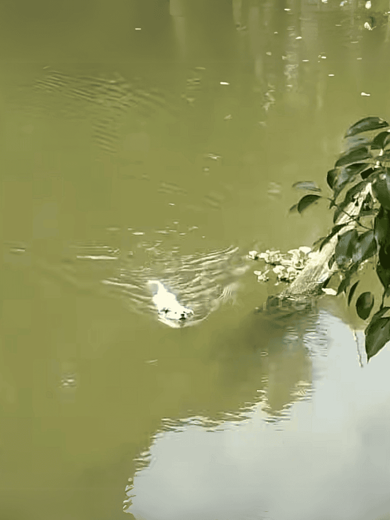 Dog swimming in a pond near the shoreline with surrounding greenery.