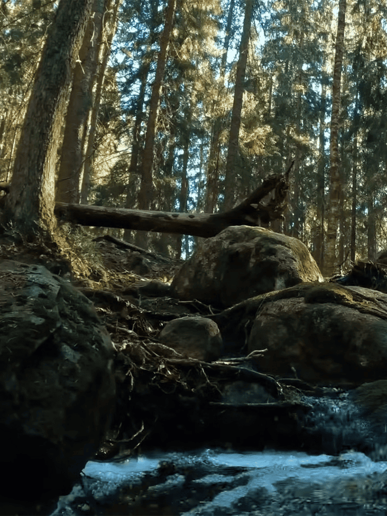 Peaceful forest stream flowing over rocks with tall trees in the background.