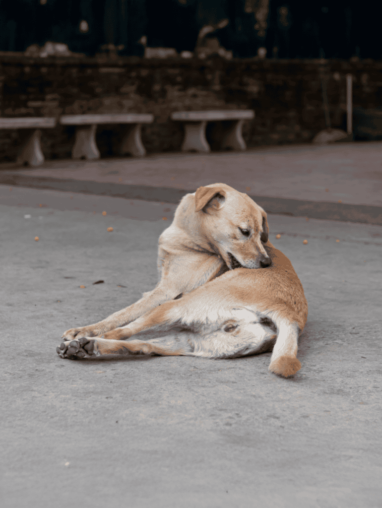 Adorable dogs cuddling together outdoors, capturing pet love and companionship.