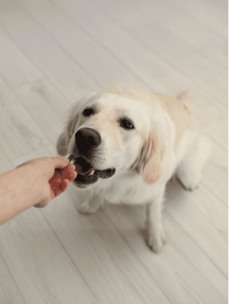 Dog with cream-colored fur, being rewarded with a treat, indoors on a light wooden floor.