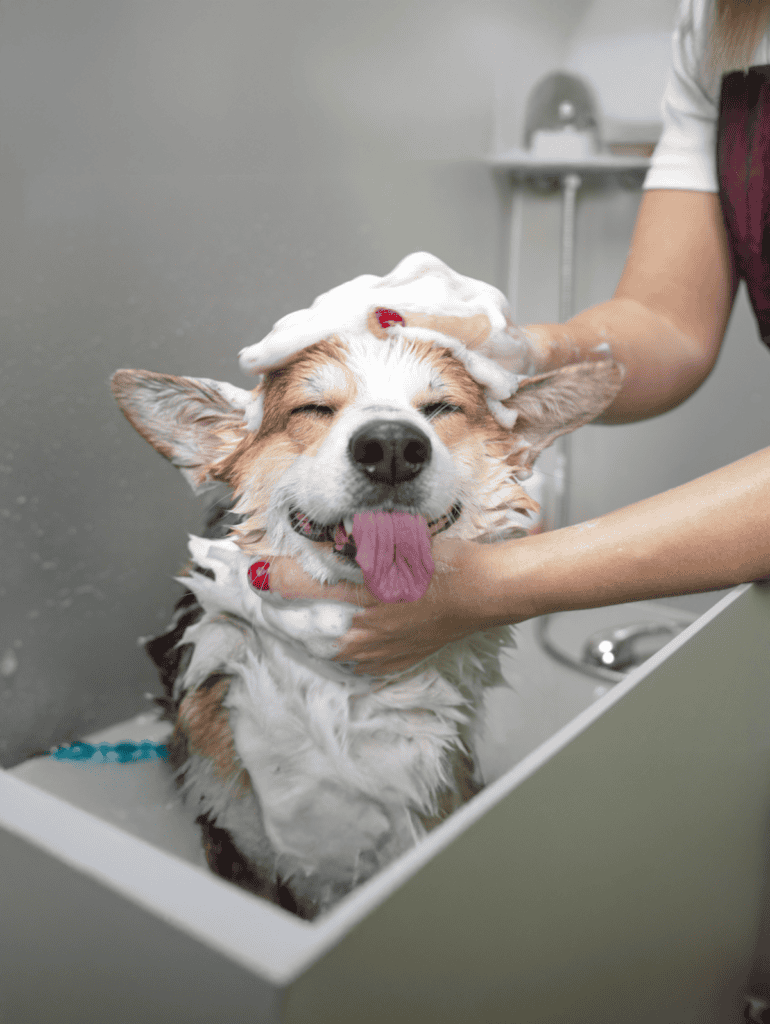 Dog in bath with foam on head, happy and relaxed during grooming.