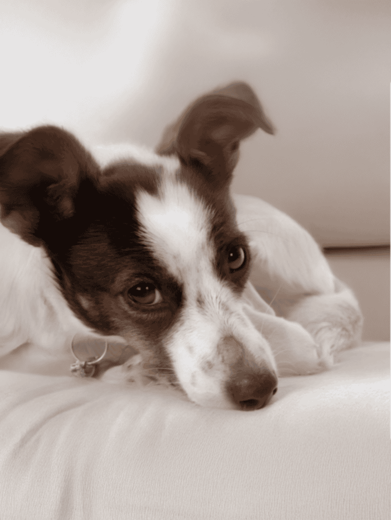 Adorable brown and white puppy resting comfortably indoors.