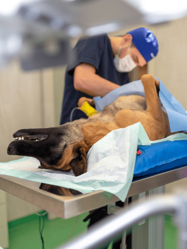 High-quality veterinary emergency services for dogs and pets, ensuring quick treatment and health recovery.