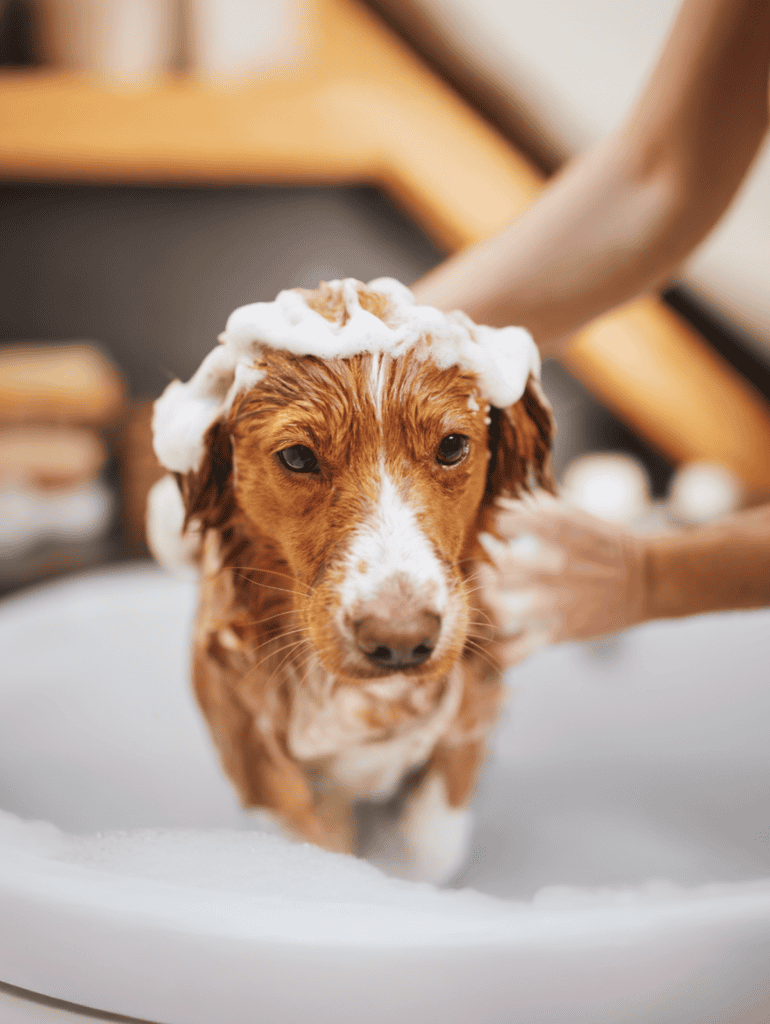 Dog grooming, puppy bathing, pet hygiene, dog care.