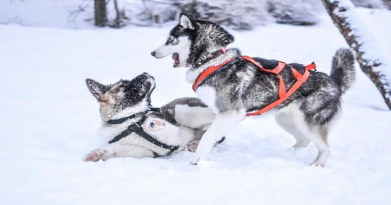 Adorable huskies playing actively in snow with harnesses, showing playful outdoor winter fun for dogs.