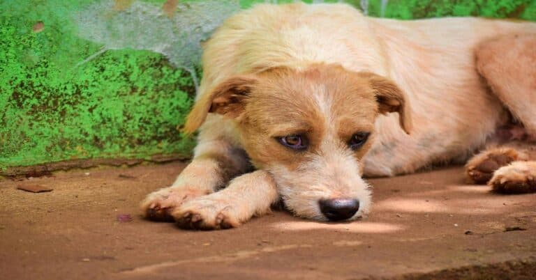 Cute puppy lying on the ground, resting outdoors, adorable and calm.