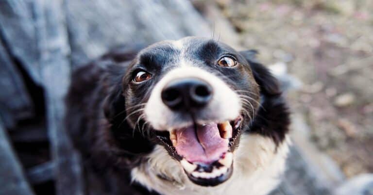 Close-up of happy Border Collie dog with bright eyes and open mouth, enjoying outdoor adventure for dog health and wellness.