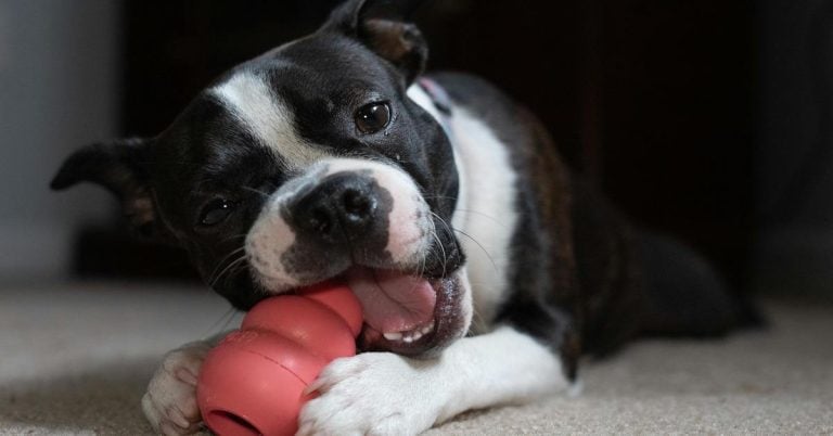 Cute dog playing with a rubber toy at home.