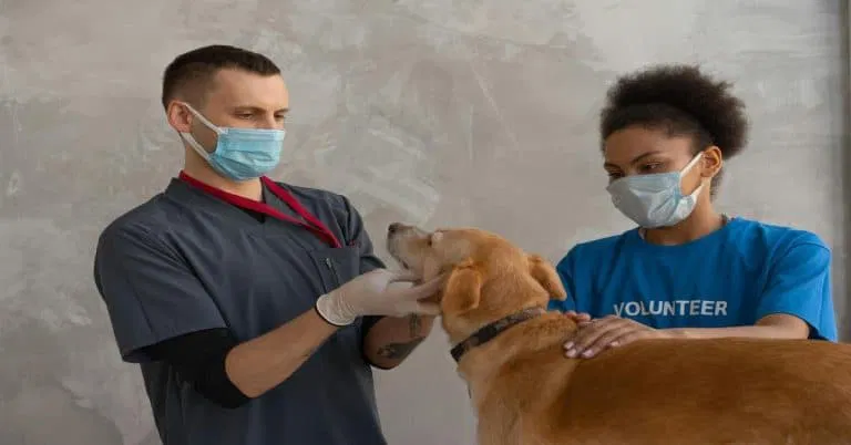 Veterinarian and volunteer examining a dog at pet clinic, animal health care.
