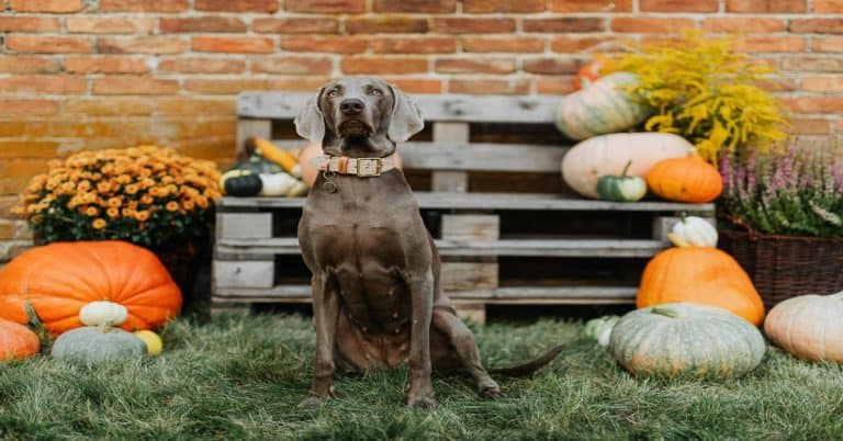 Dog sitting outdoors among pumpkins and fall decor.