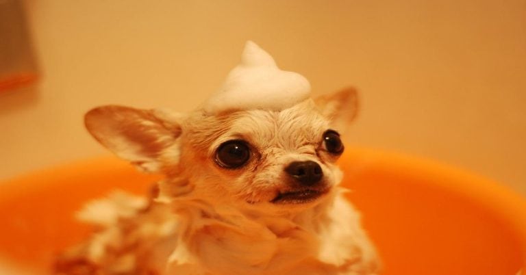 Cute Chihuahua with soap foam on head during bath.
