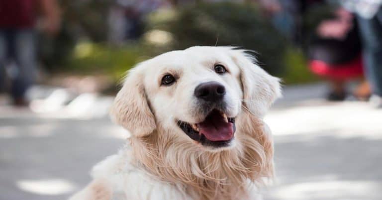Friendly golden retriever smiling, outdoor dog portrait, joyful pet with a happy expression.