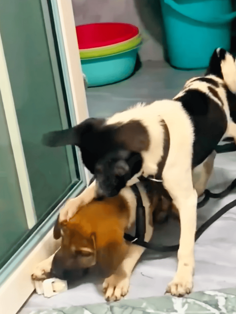 Doglove: lively pup playtime at home with adorable puppies.