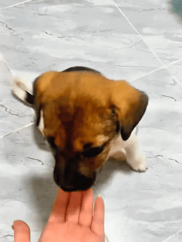 Cute puppy licking hand, playful doggy interaction.