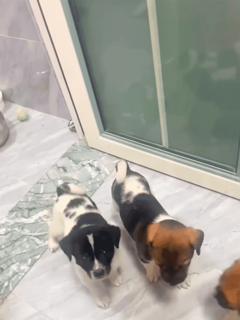 Adorable puppies exploring indoors, emphasizing the importance of proper pet care and training.