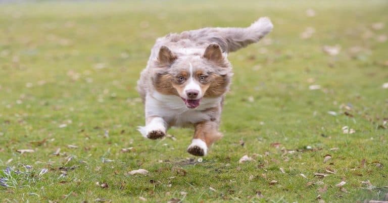 Active Australian Shepherd running in grassy field, outdoors.