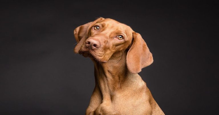 Adorable brown dog with expressive eyes looking sideways on dark background.