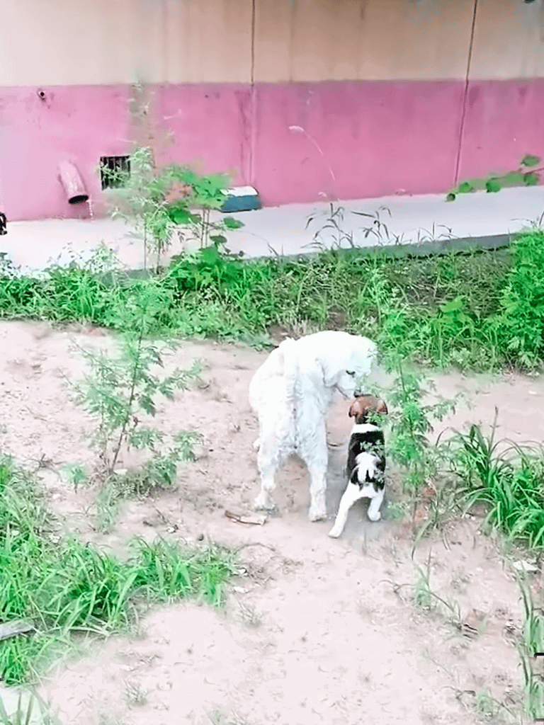 Small puppy with black and white fur and a mature white dog playing together outdoors.
