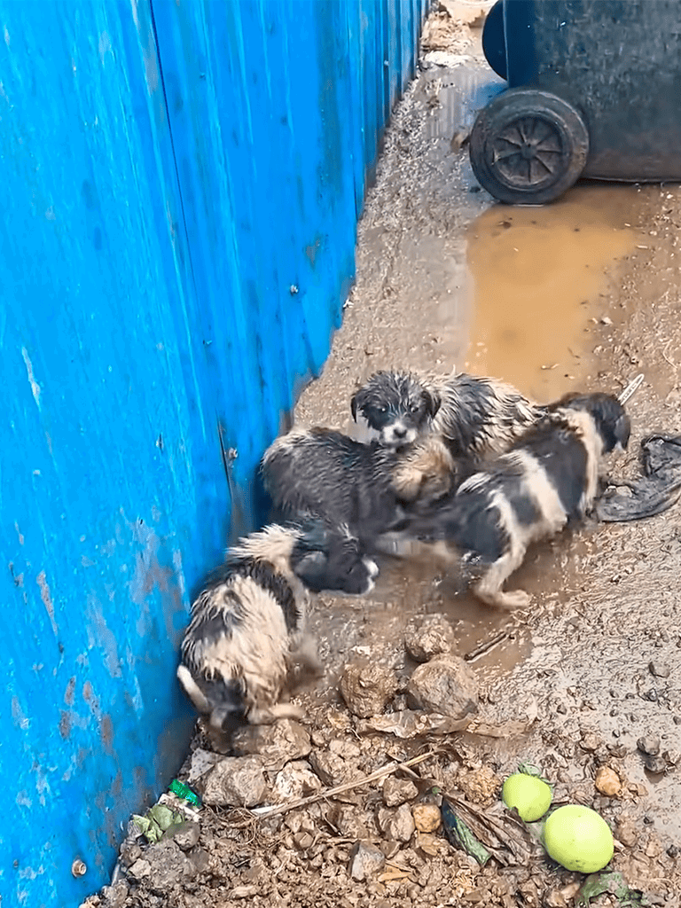 Adorable Australian Shepherd puppies playing together in muddy outdoor yard.