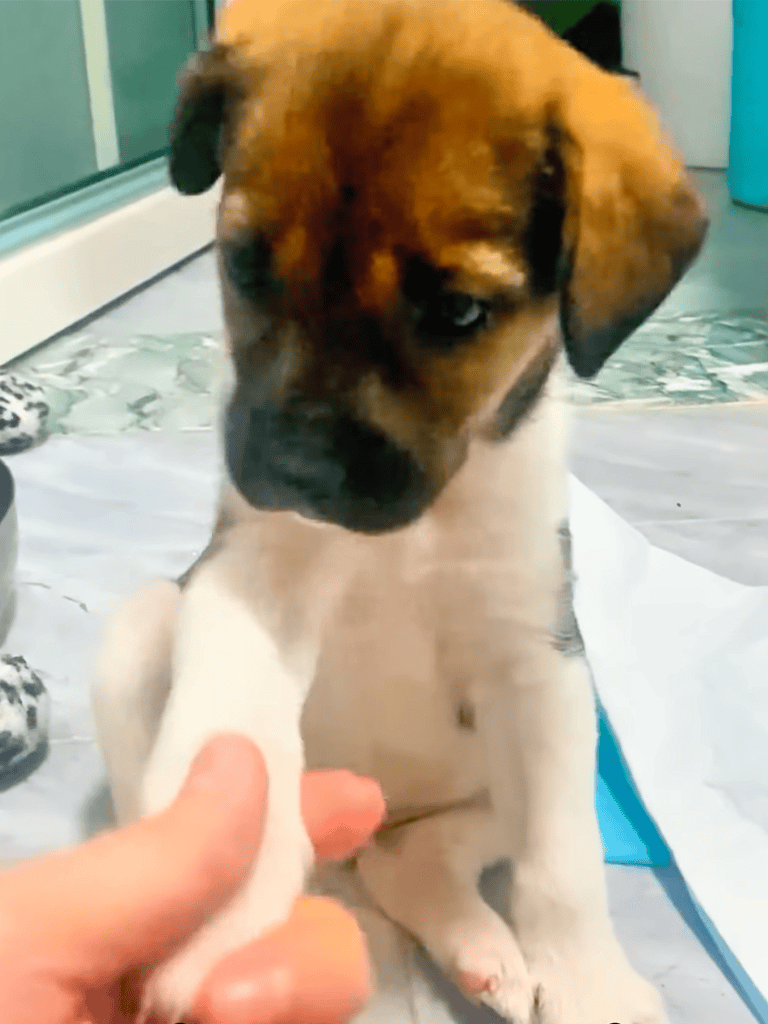 Adorable puppy shaking hands with a person indoors.