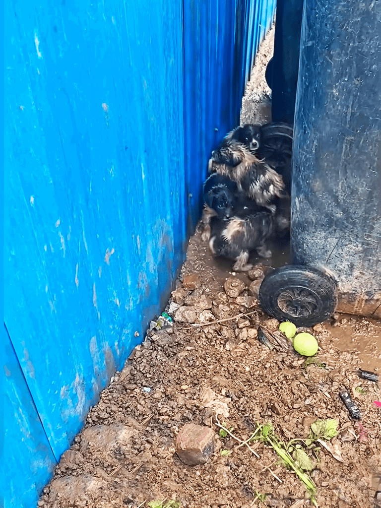 Adorable puppies hiding behind a blue fence in a dog shelter.