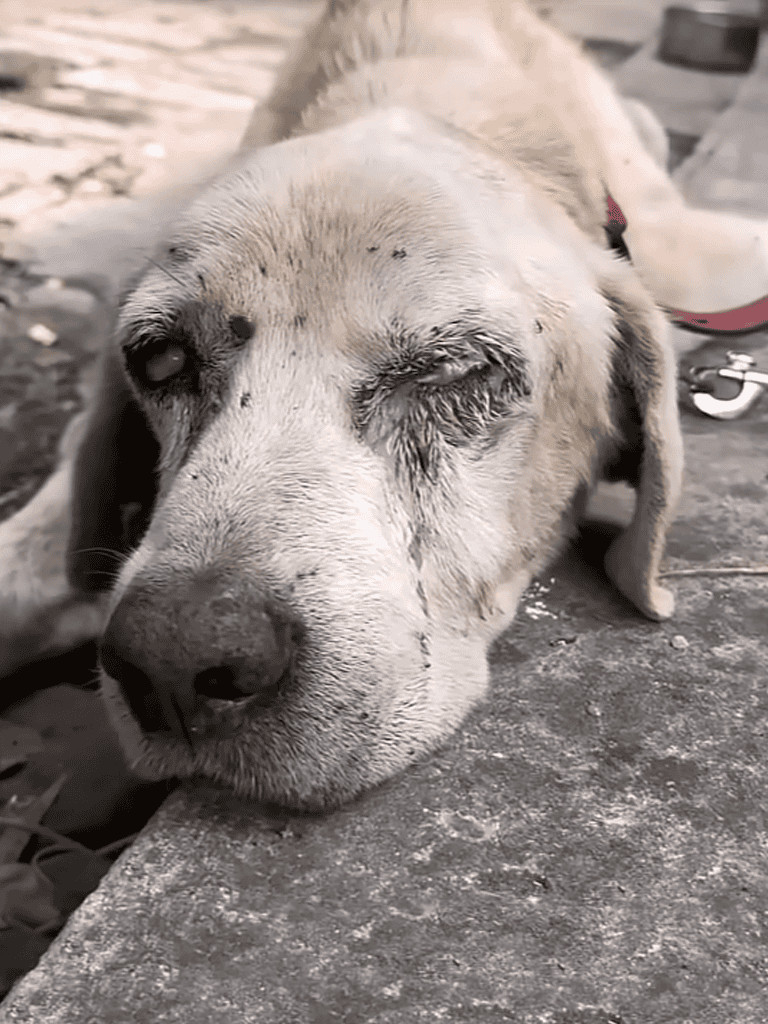 Dog lying on the ground looking tired, showing signs of fatigue and exhaustion after playing.
