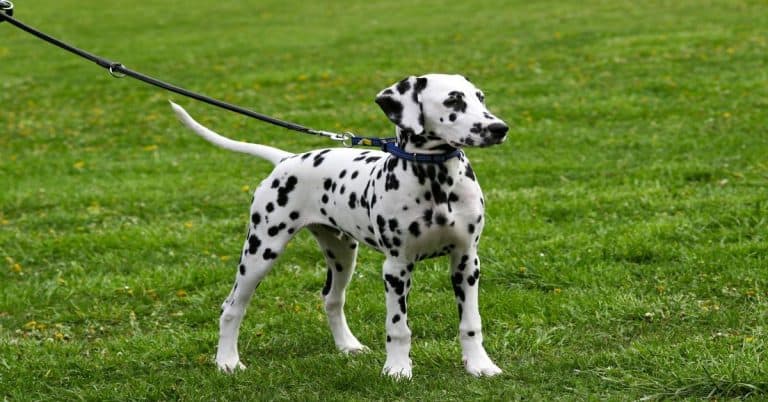 Adorable Dalmatian puppy standing outdoors on lush green grass, showcasing spotty coat, perfect for pet lovers.