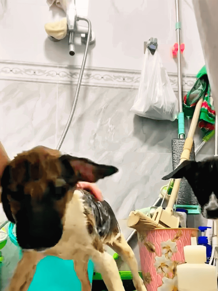 Dog grooming bath with two cute dogs in a bathroom setting.
