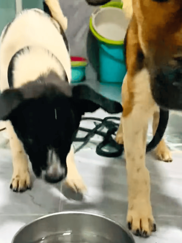 Two cute dogs exploring water bowls, shelter environment, dog rescue care.
