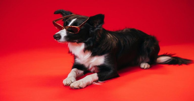 Dog wearing sunglasses on vibrant red background.
