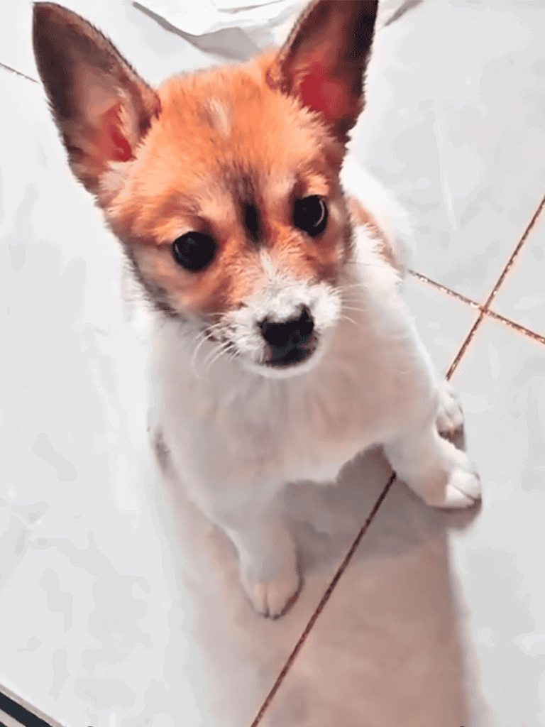 Cute Corgi dog with big eyes and alert ears standing on tiled floor.